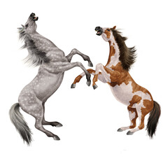 cheval, gris,  blanc, animal, isolé, combat, force, étalon, galop, course, courir, amoureux des chevaux, mammifère, arabe, chevalin, nature, silhouette, ferme, sauvage, crin, illustration, poney, beau