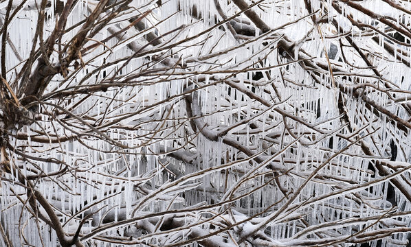 Icicles Hanging on Trees on Lake Short