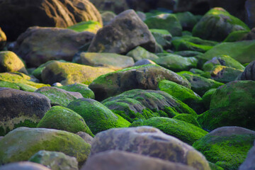 rocks on the beach covered with lush green algae and waves rolling in at El Matador beach in Malibu...