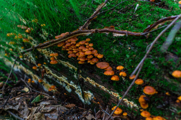 many small orange red mushrooms, poisonous toadstools grow on a tree covered with green moss in a damp forest