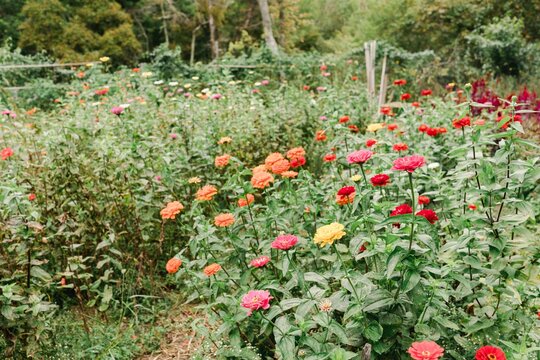 alley in flower garden with dahlias