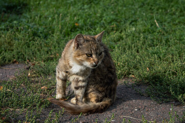 Cat sitting on the grass on a Sunny day