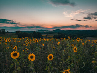 Obraz premium Sonnenblumenfeld, Sonnenblumen in der Sächsischen Schweiz, Panorama Sonnenblumenwiese im Sommer