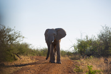 Obraz premium African Elephant Walking in the Wild