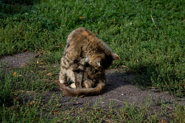 Naklejka premium Cat sitting on the grass on a Sunny day