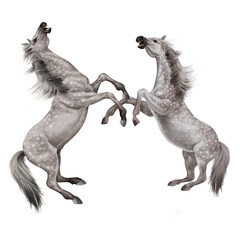 cheval, gris,  blanc, animal, isolé, combat, force, étalon, galop, course, courir, amoureux des chevaux, mammifère, arabe, chevalin, nature, silhouette, ferme, sauvage, crin, illustration, poney, beau
