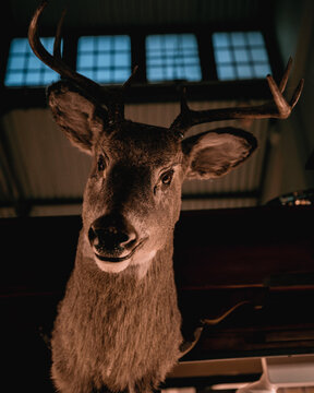 Deer specimen