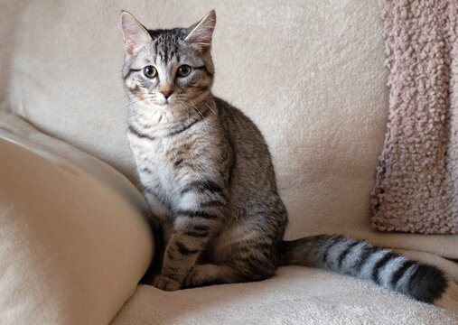 Cute Tabby Kitten