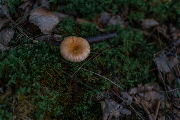 light orange round mushroom toadstool grows in the forest among green moss, grass and brown leaves