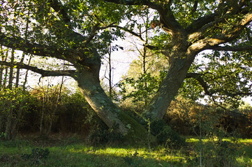 huge two limb oak tree