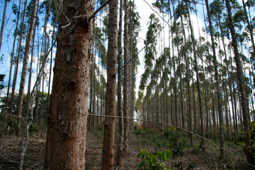 eunapolis, bahia / brazil - july 30, 2008: eucalyptus tree plantation for pulp production in a...
