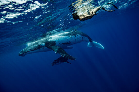 A female free diver swimming with humpback whale mon and calf