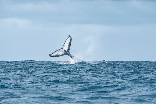 A humpback whale slap tail