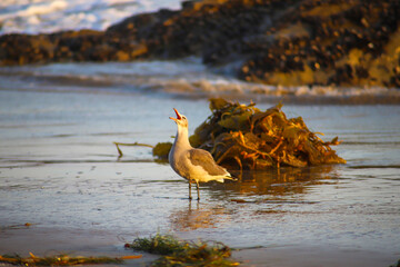 a bird at the beach opening its beak to the sky standing near a mound of seaweed with waves rolling...