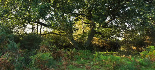 old oak tree at Stoke Common