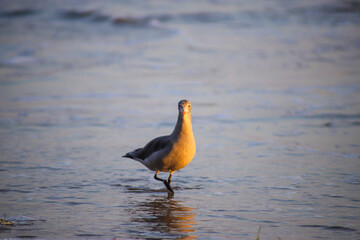 a seagull with an orange beak walking along the beach at El Matador beach in Malibu California