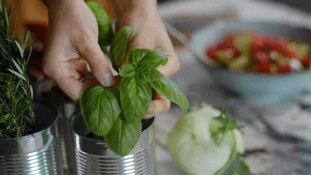 woman hand tears off fresh green basil leaves from stem and put it in salad Rbbro. adding herb to vegetables. preparing healthy organic meal. concept ingredient, vegetarian, chef