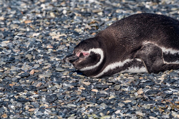 Naklejka premium Magellanic Penguin (Spheniscus magellanicus) at colony, Land of Fire (Tierra del Fuego), Argentina