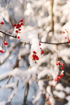 red berries in the snow
