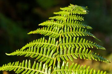 closeup of fern leaf