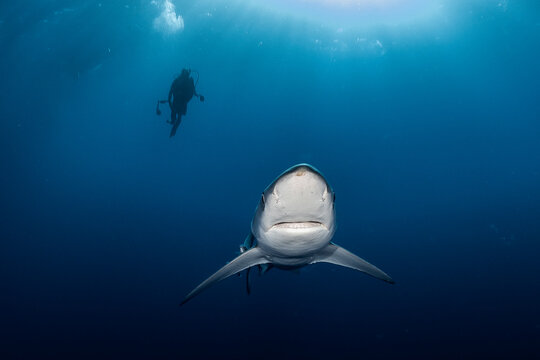 Blue shark and the diver