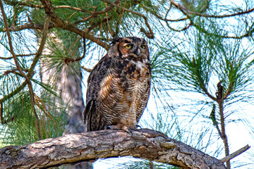 great horned owl in pine tree