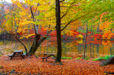 Autumn colors. Colorful leaves falling from tree branches to the ground. Istanbul, Bursa, Turkey.