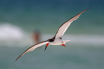 black skimmer in flight
