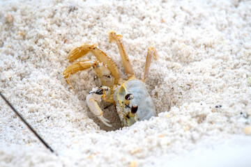 ghost crab in the sand