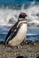 Naklejka premium Magellanic Penguin (Spheniscus magellanicus) at colony, Land of Fire (Tierra del Fuego), Argentina