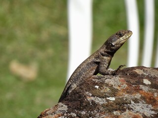 lizard on a rock