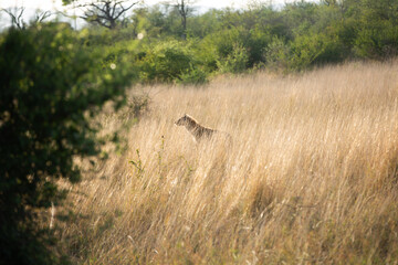 A Hyena in Hiding in a Field
