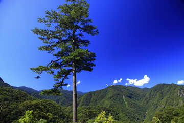 Fototapeta na wymiar Hsinchu sharp stone Smarcus trail two-leaf pine Taiwan