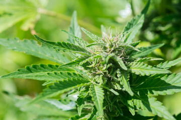 Feminized hemp plant produce industrial hemp flower for CBD. Close-up photo of Cannabis cones with leaves covered with trichomes. Hemp and hemp-derived CBD products are federally legal.