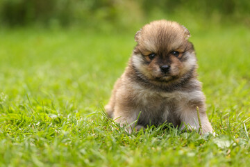 brown spitz puppy is on the grass