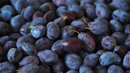 Fruity autumn background. Many large beautiful blue plums are in bulk.