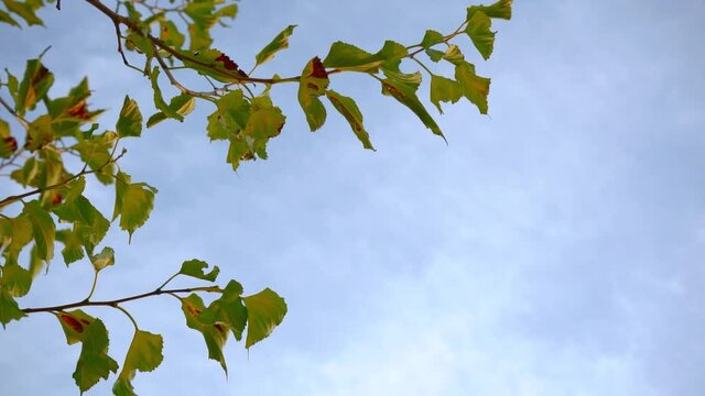 Hojas de un &aacute;rbol ondean con un cielo azul de fondo.