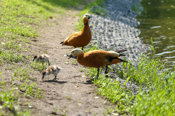 orange duck with ducklings outdoor in summer