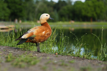 orange duck outdoor in summer