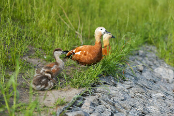 orange duck with ducklings outdoor in summer