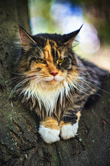 A domestic Maine Coon cat sits on a tree in a summer park.