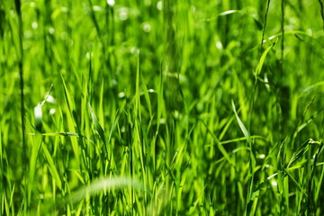 background of green grass in summer
