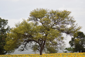 tree with flowers