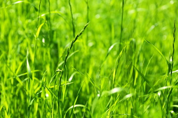 background of green grass in summer