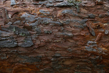 old pine tree bark texture