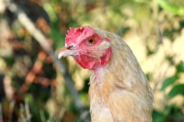 Poule en vue ! 