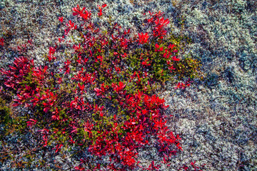 mosses and lichens of tundra, out of focus, blurry,