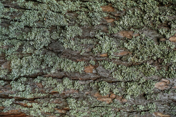 old pine tree bark texture