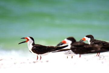 Black Skimmers