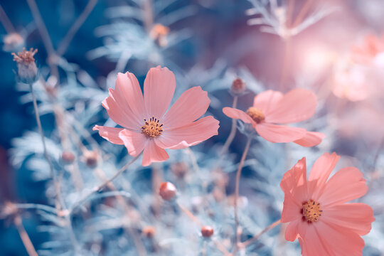 Beautiful pink cosmos flowers in the sunlight on a blue toned background. Delicate abstract nature. Soft selective focus.